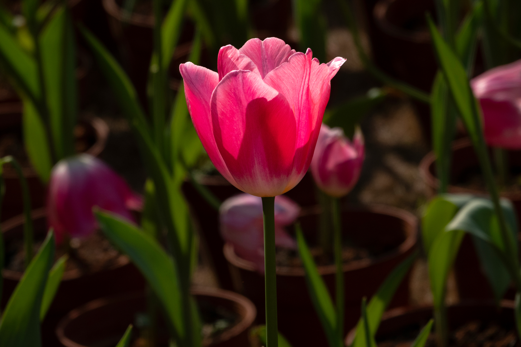 DSC00476-0 - 副本.jpg