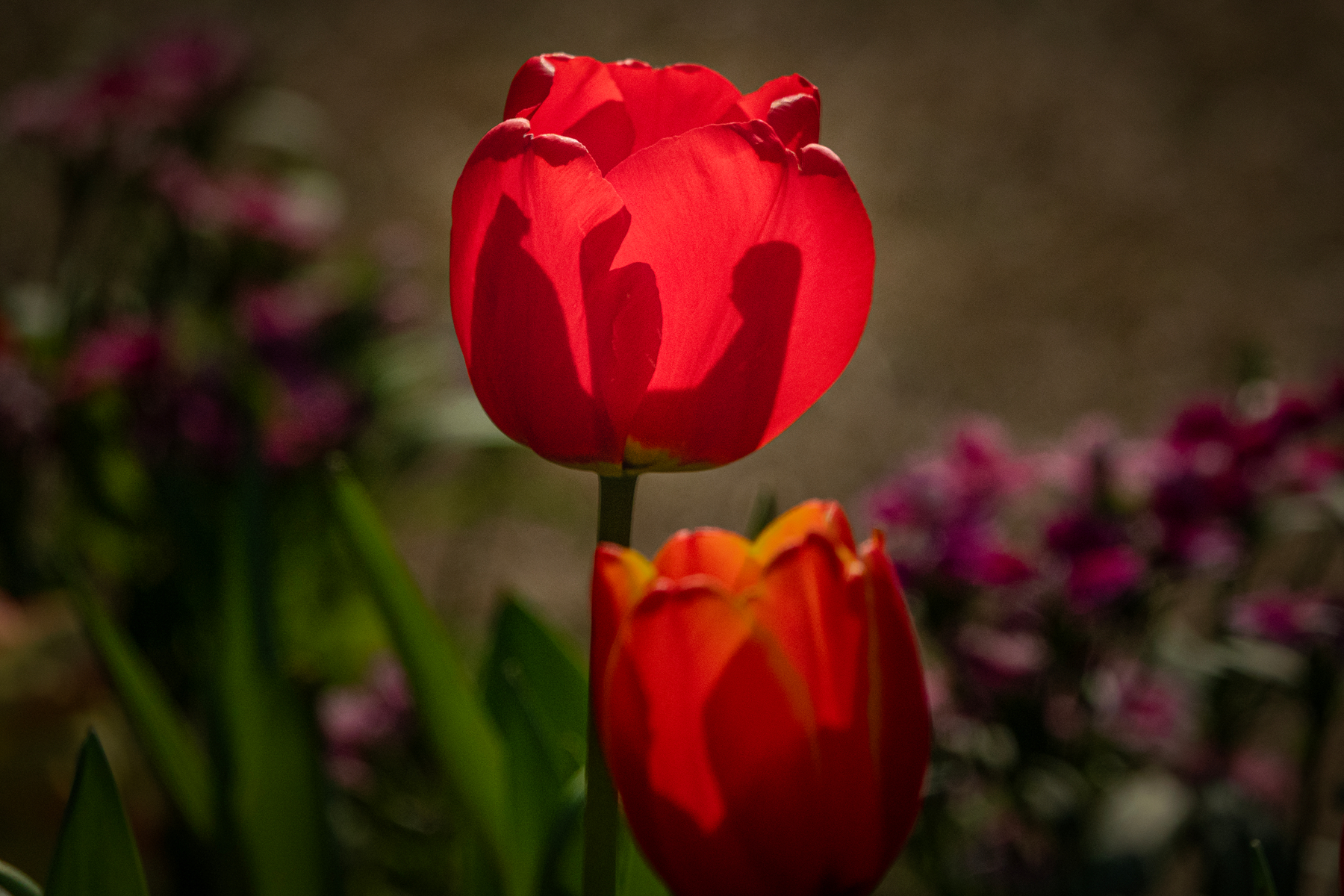 DSC00521-0 - 副本.jpg