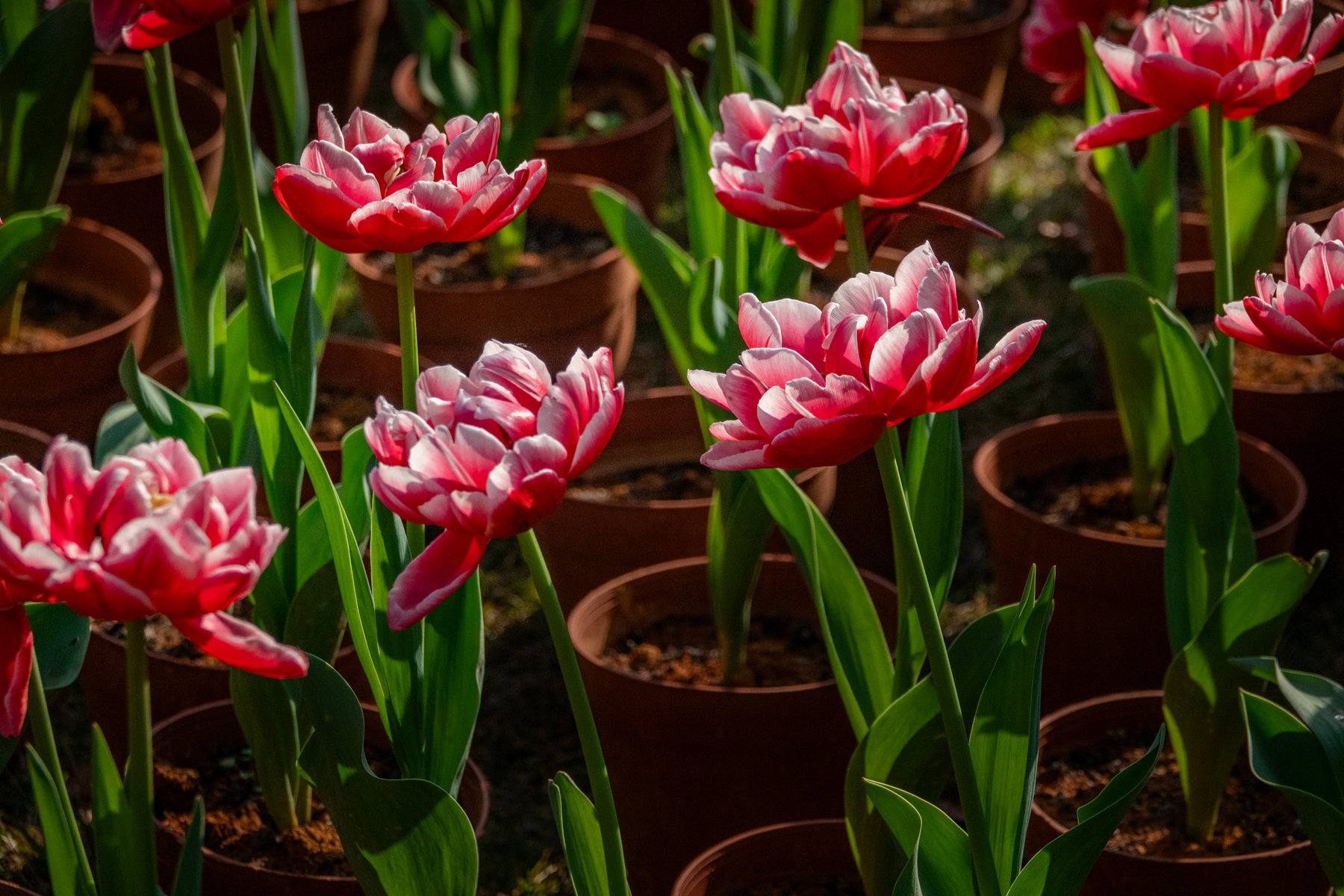 DSC00534-0 - 副本.jpg