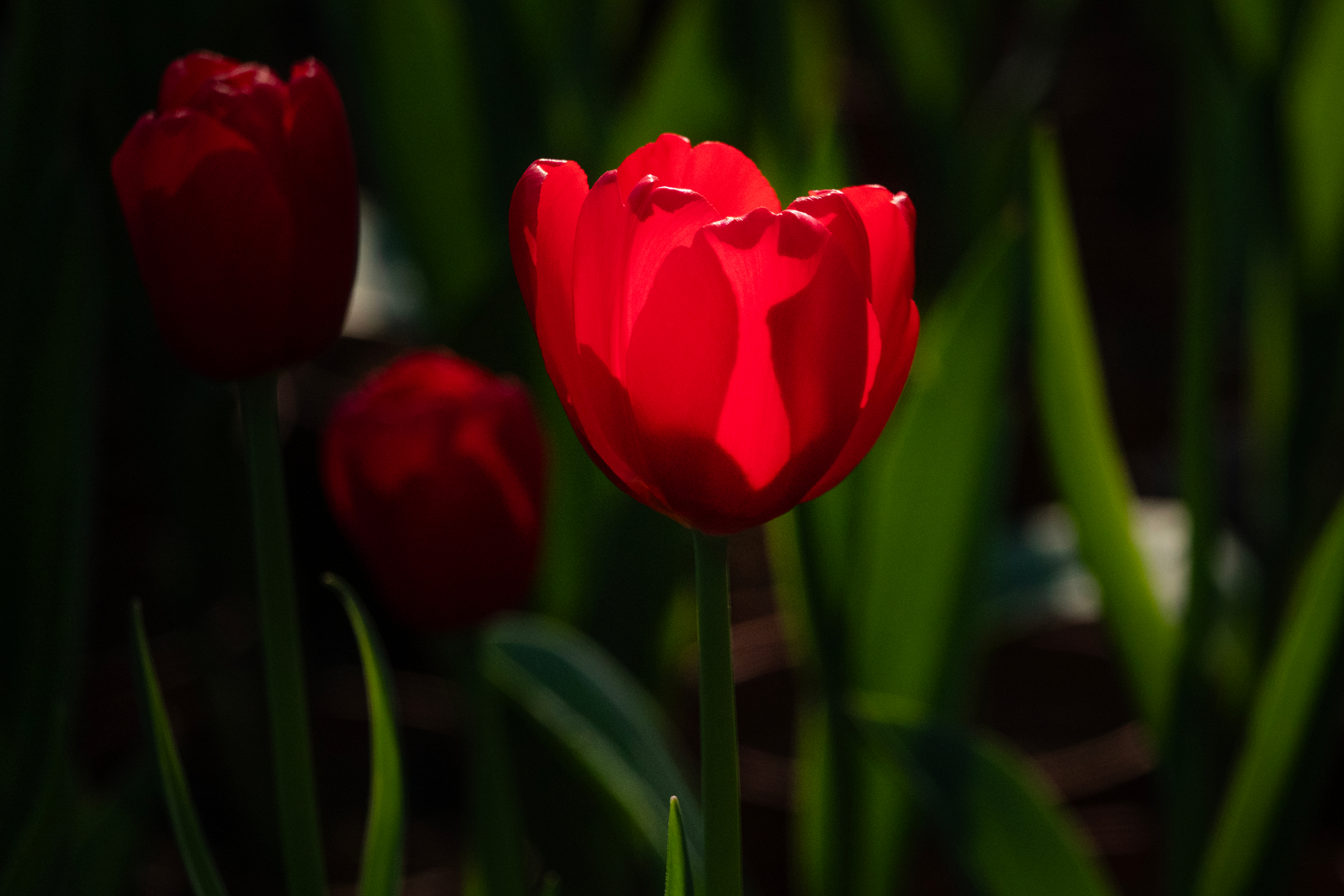 DSC00586-0 - 副本.jpg