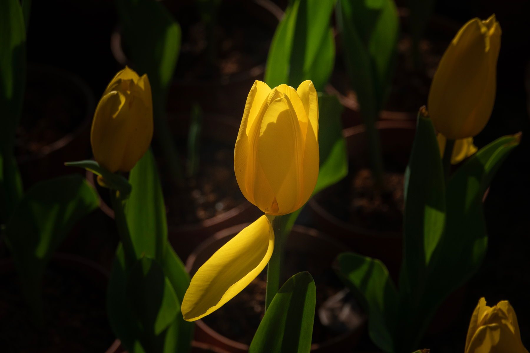 DSC00623-0 - 副本.jpg