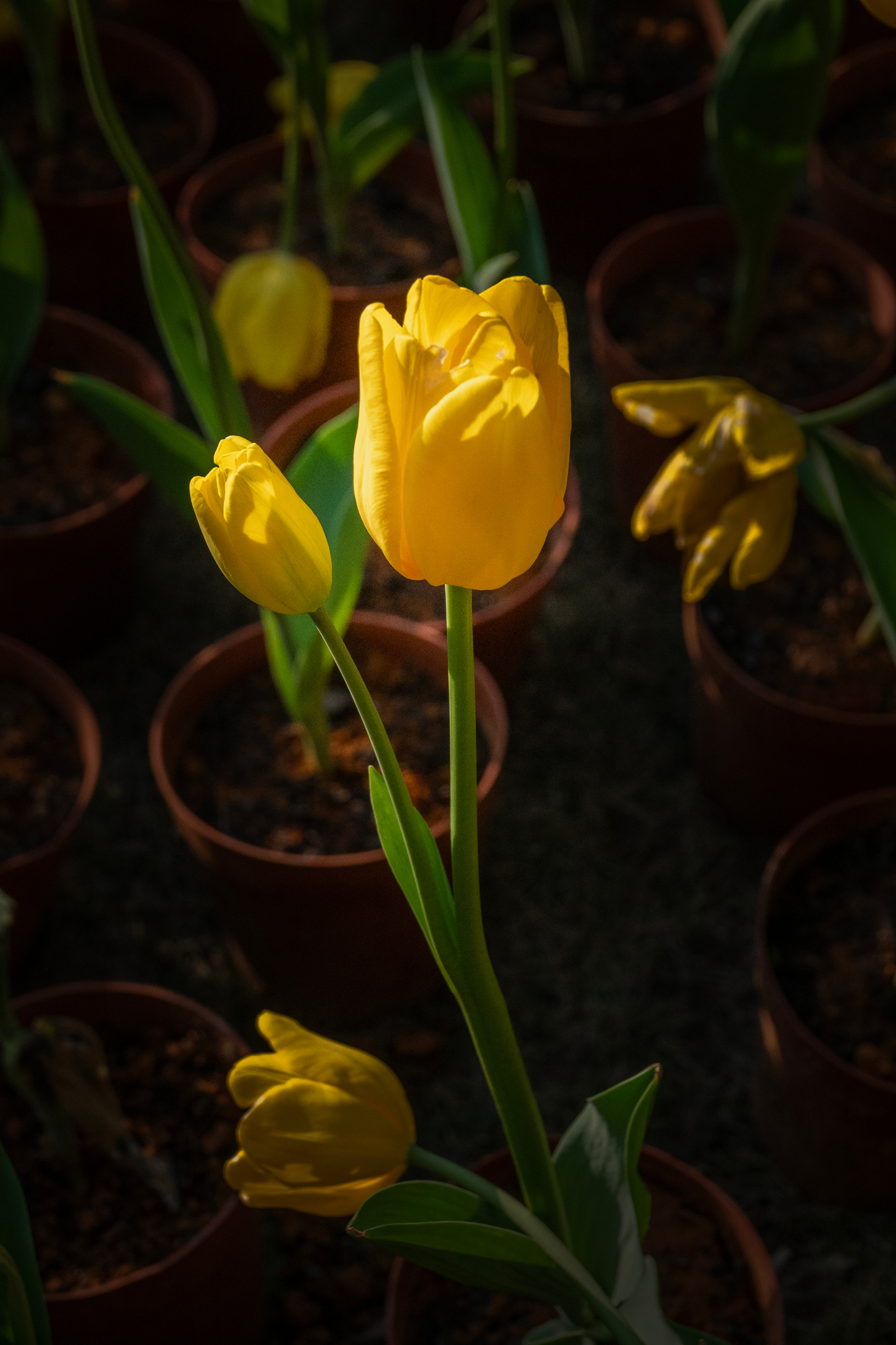 DSC00646-0 - 副本.jpg