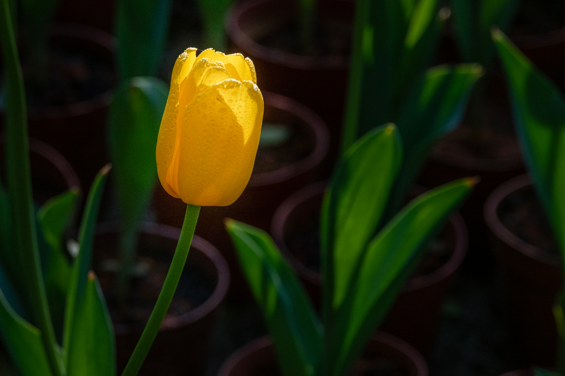 DSC00661-0 - 副本.jpg