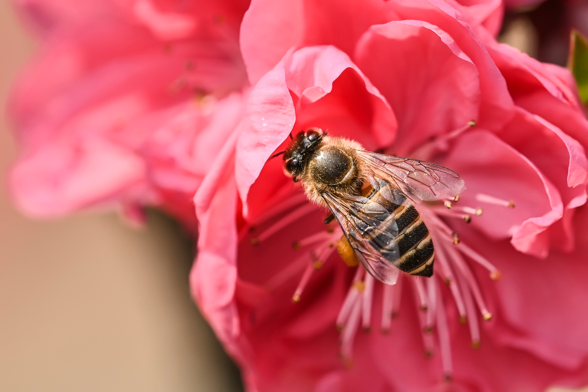 微距小蜜蜂 (2).jpg