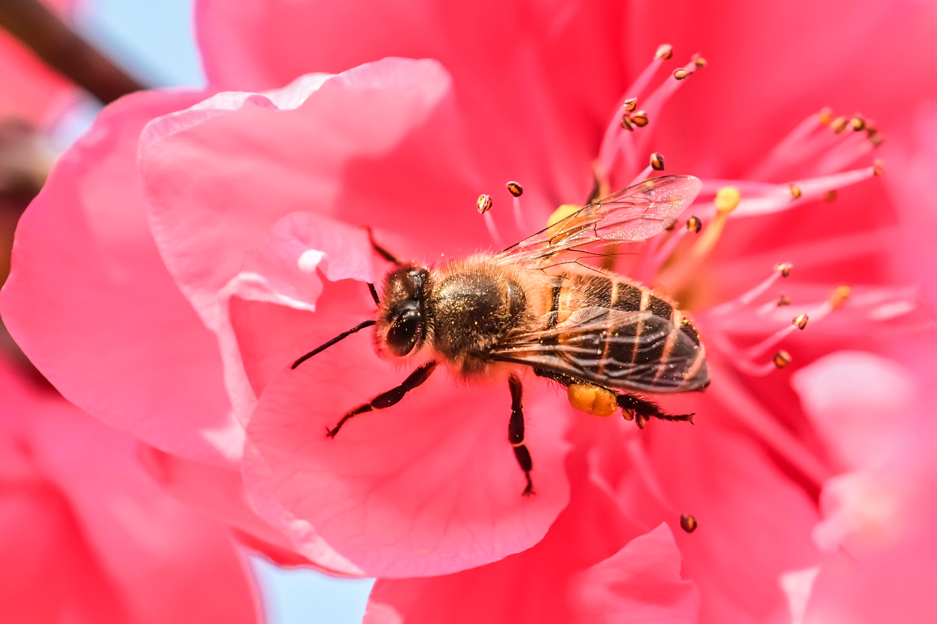 微距小蜜蜂 (1).jpg