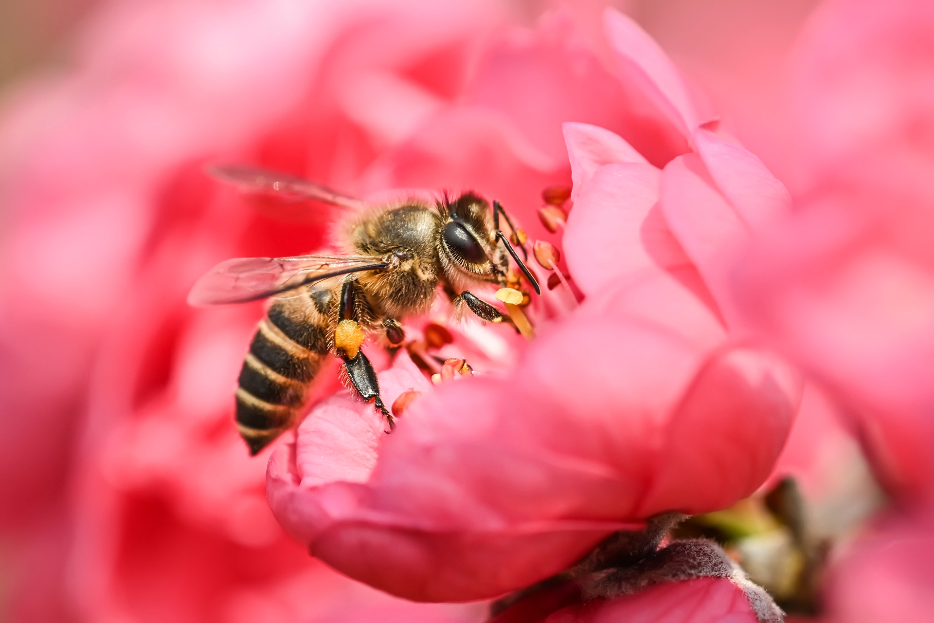 微距小蜜蜂 (3).jpg