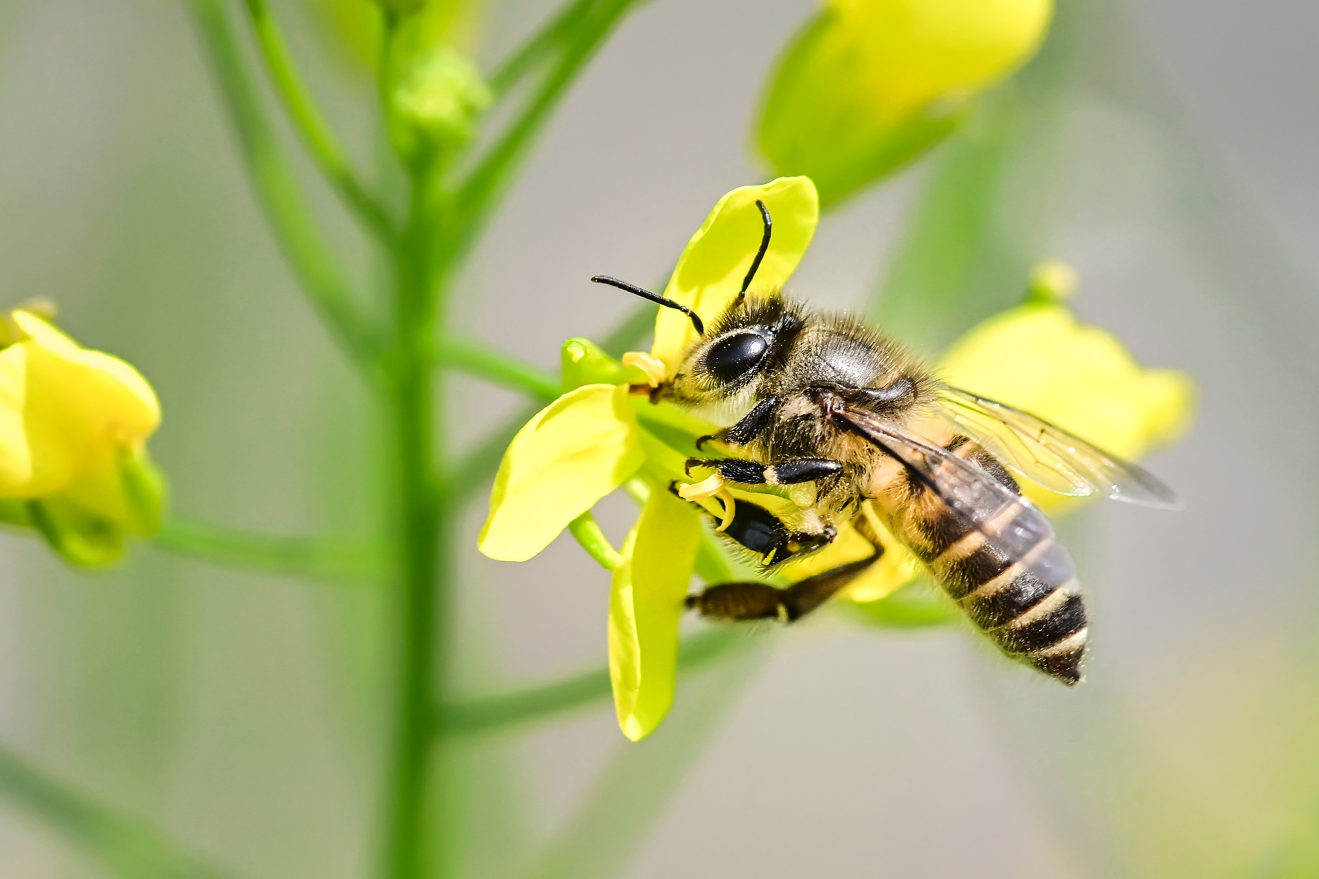 微距小蜜蜂 (4).jpg