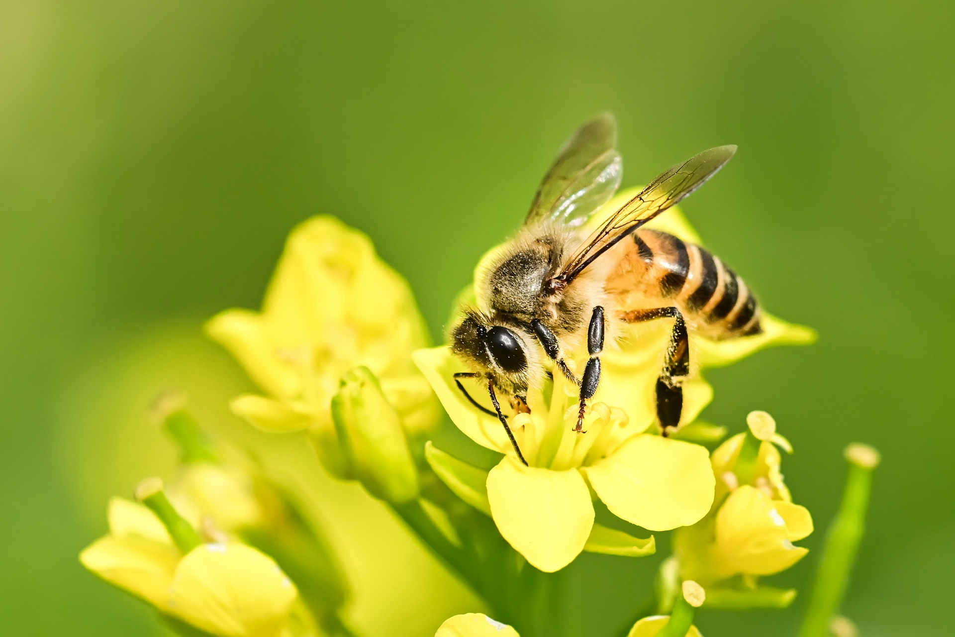 微距小蜜蜂 (5).jpg