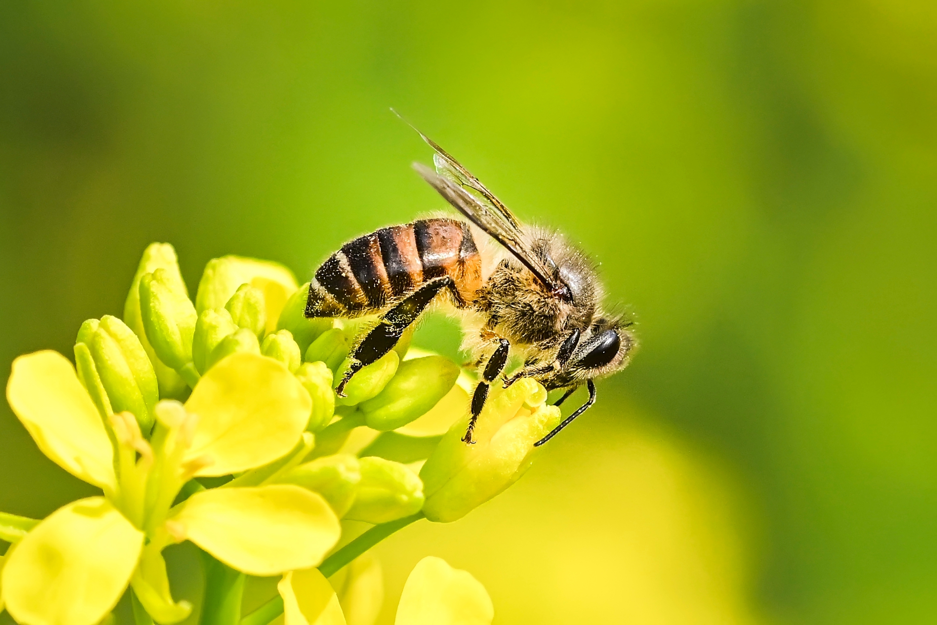 微距小蜜蜂 (8).jpg