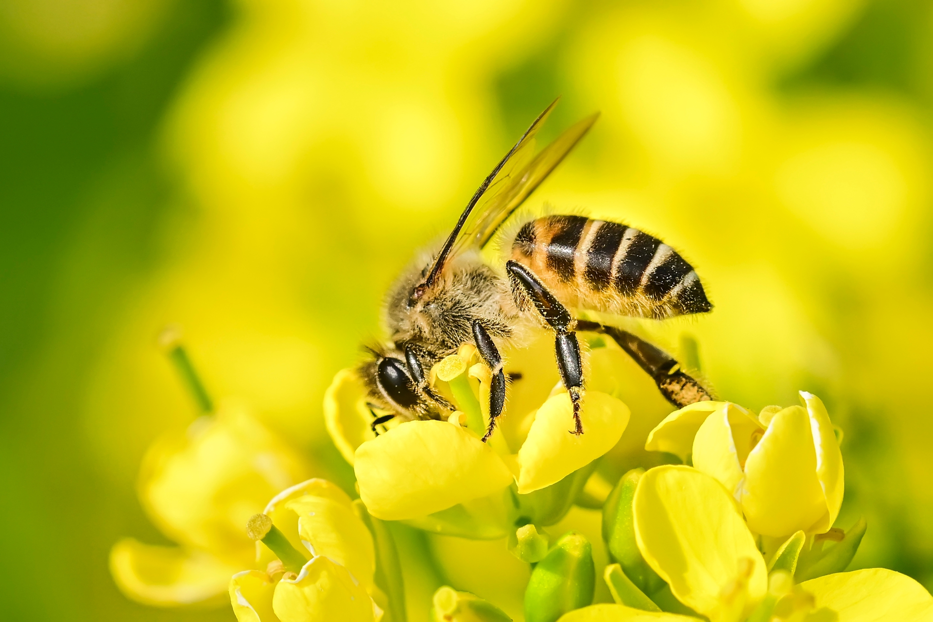 微距小蜜蜂 (9).jpg