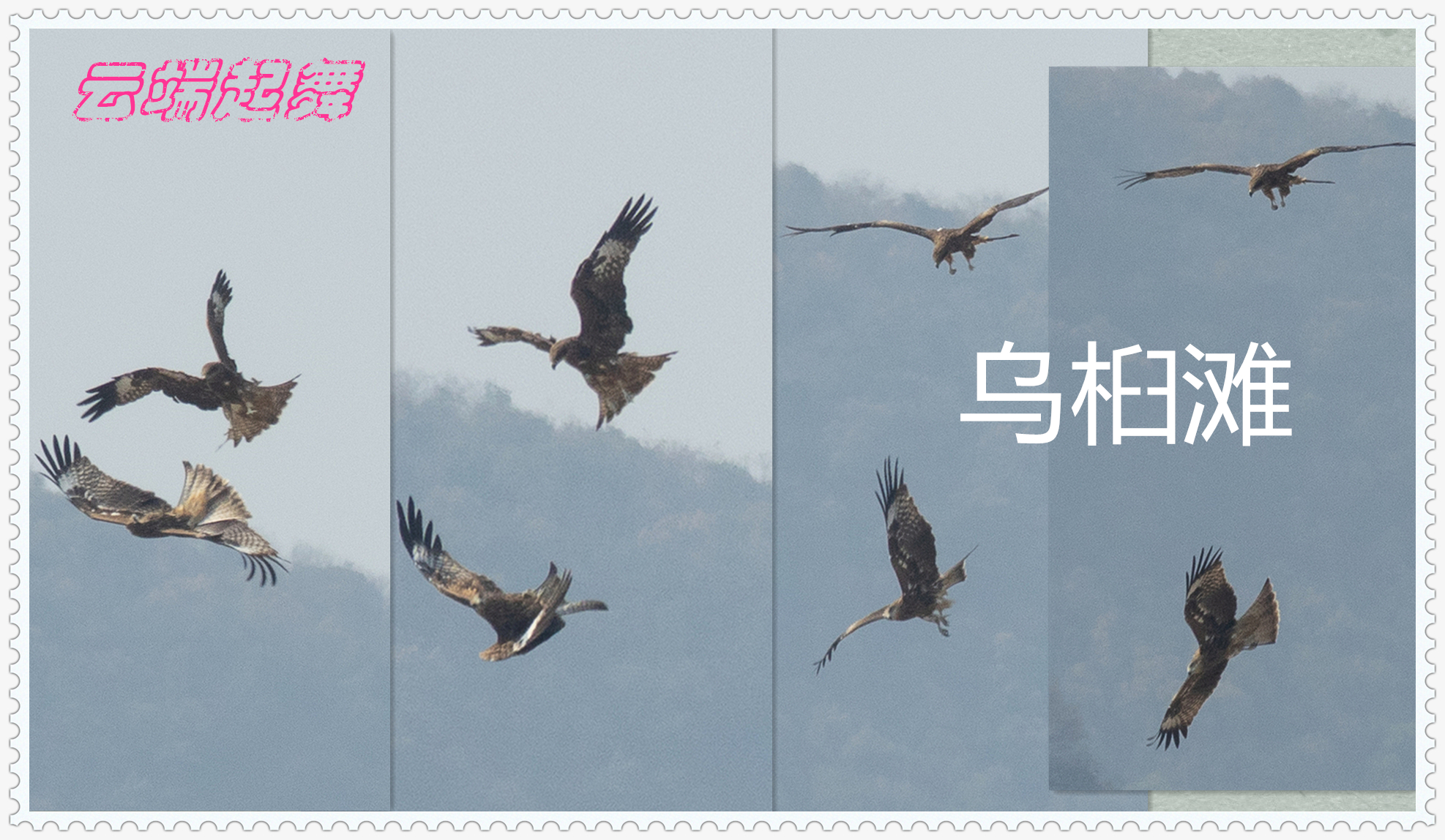 拼图 乌桕滩 黑鸢_副本.jpg