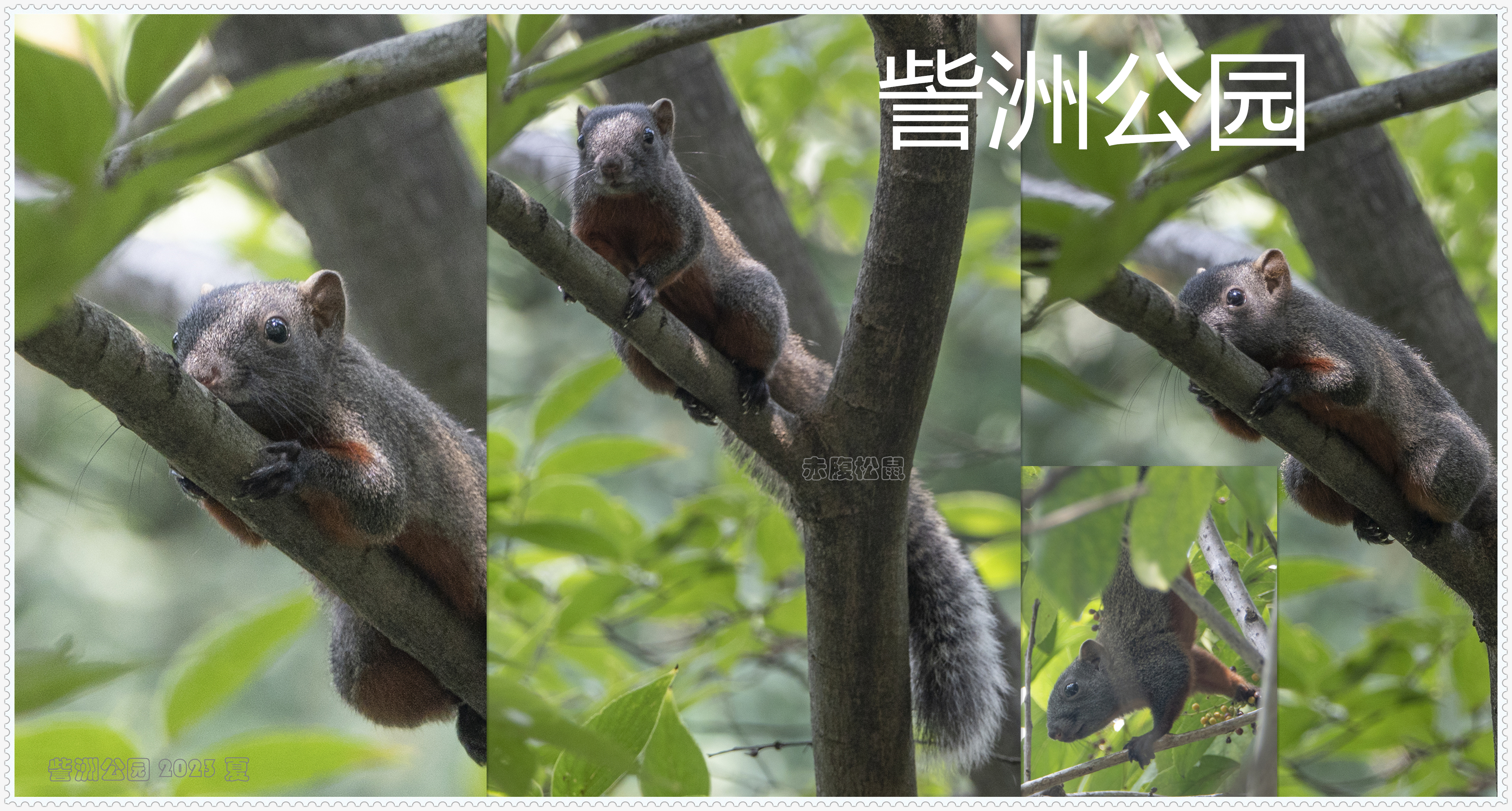 松鼠拼图c_副本.jpg