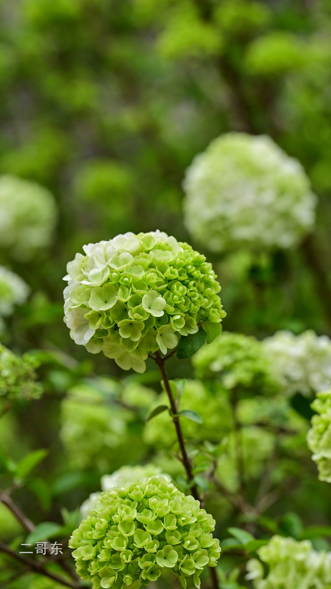 木绣球 (10).jpg