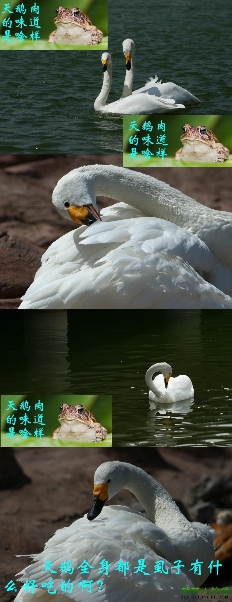 癞蛤蟆想吃天鹅肉,癞蛤蟆好吃吗?