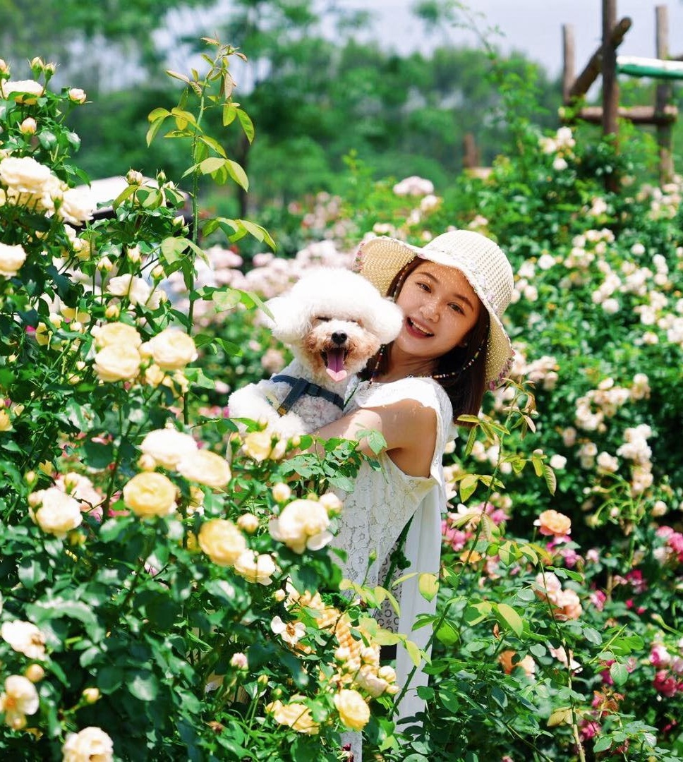 月季时节的每一个花园都开满快乐