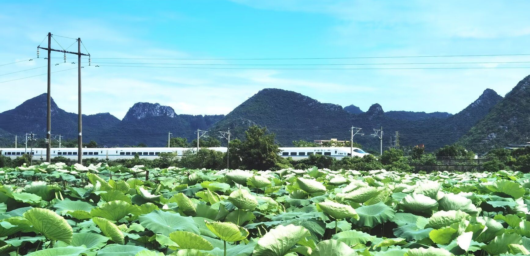 夏日荷塘