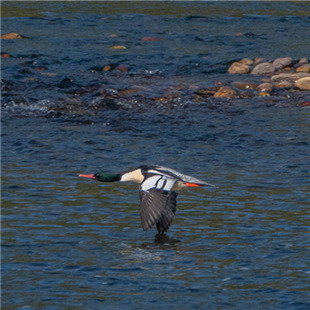 鹿寨 中华秋沙鸭