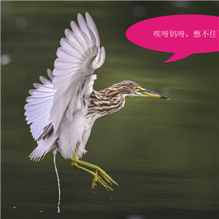 快闪开，急...急...急