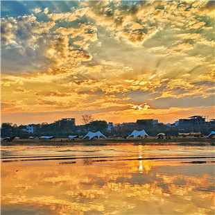 满城尽带黄金甲