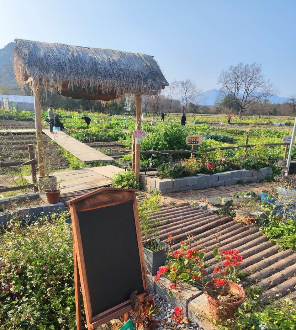 这片共享菜园唤醒了我的种菜基因