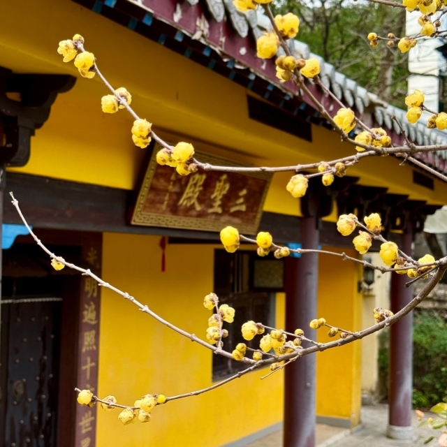 禅院深深，腊梅簌簌