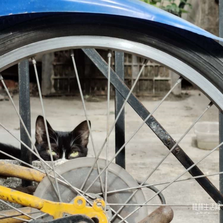 藏在车轮后的猫