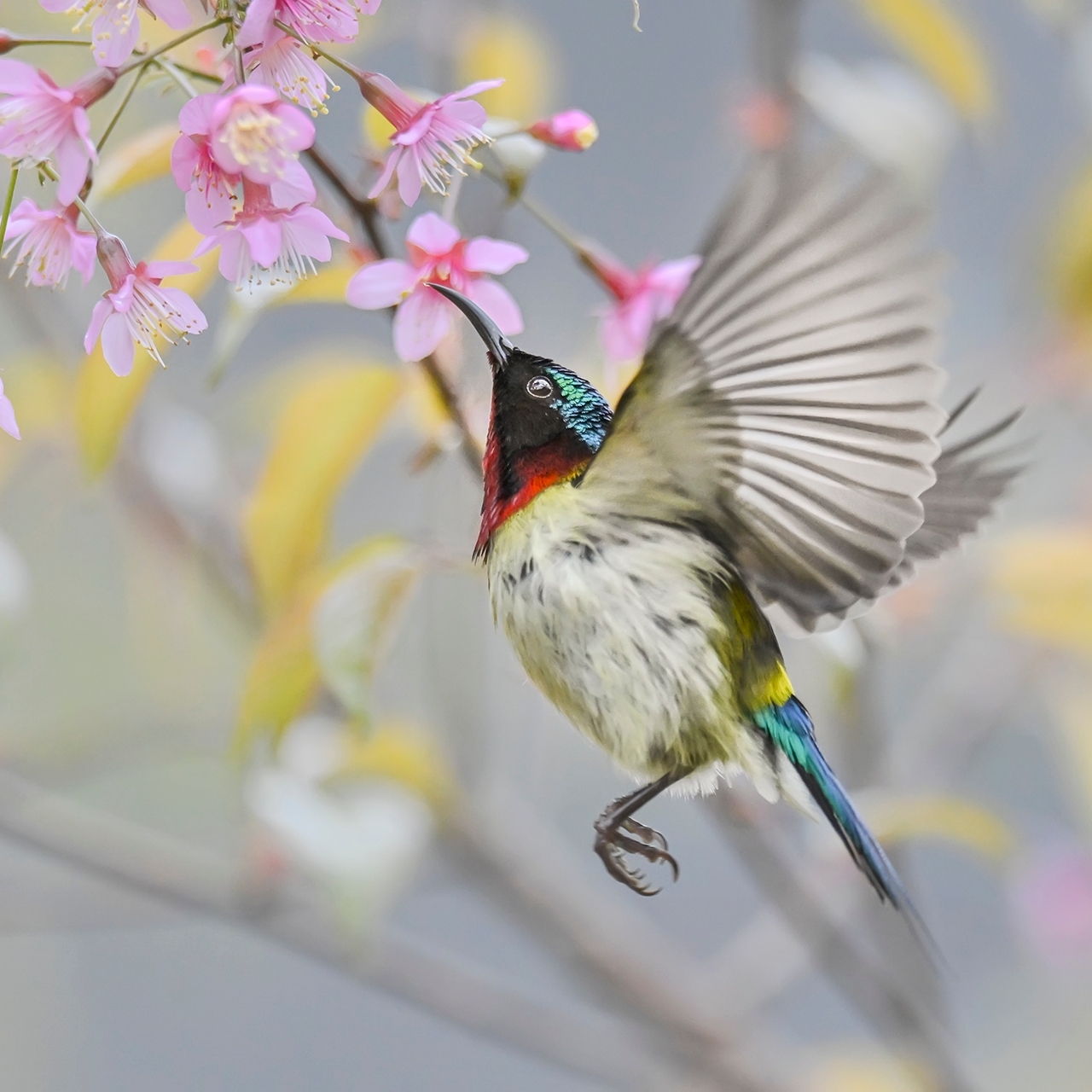 ★★★★★南溪山早樱与鸟