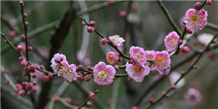 梅花香自苦寒来