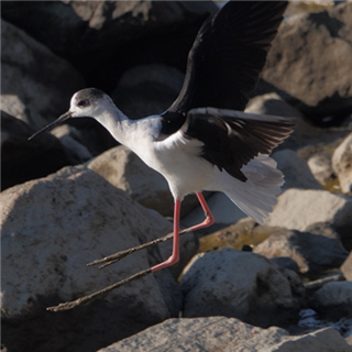 长腿 黑翅 长脚鹬