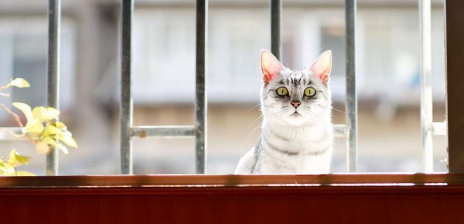 小可爱淘淘和帅帅