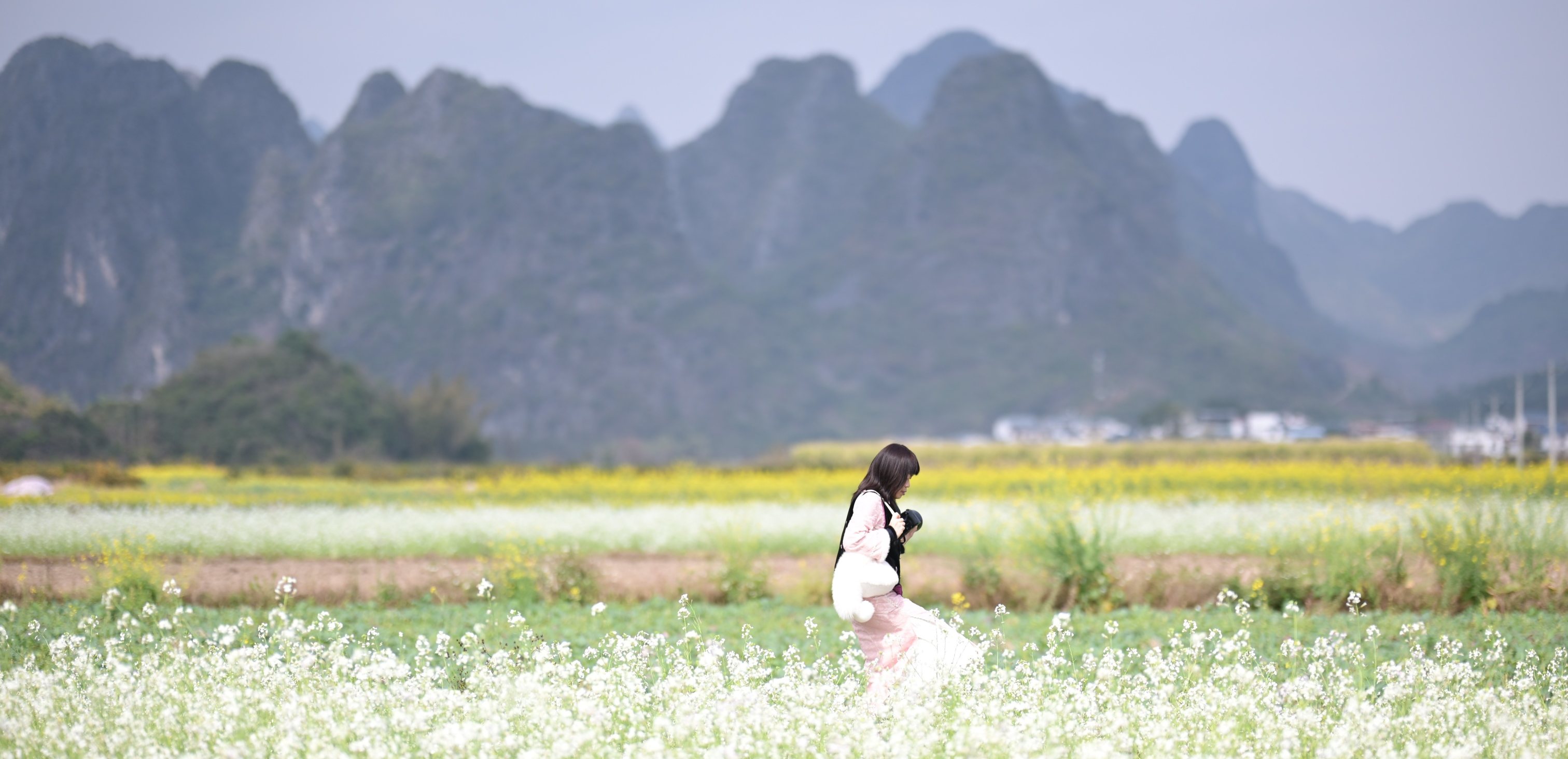 好大一片白萝卜花