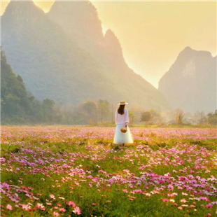 临桂状元桥格桑花人像