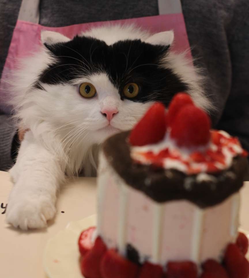 庆祝我的咪咪五周岁生日快乐！