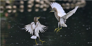 近期获中国“鸟网”高级精华的鸟片