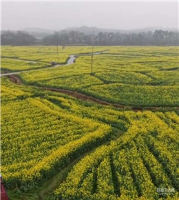 溶江车田村百亩油菜花绽放