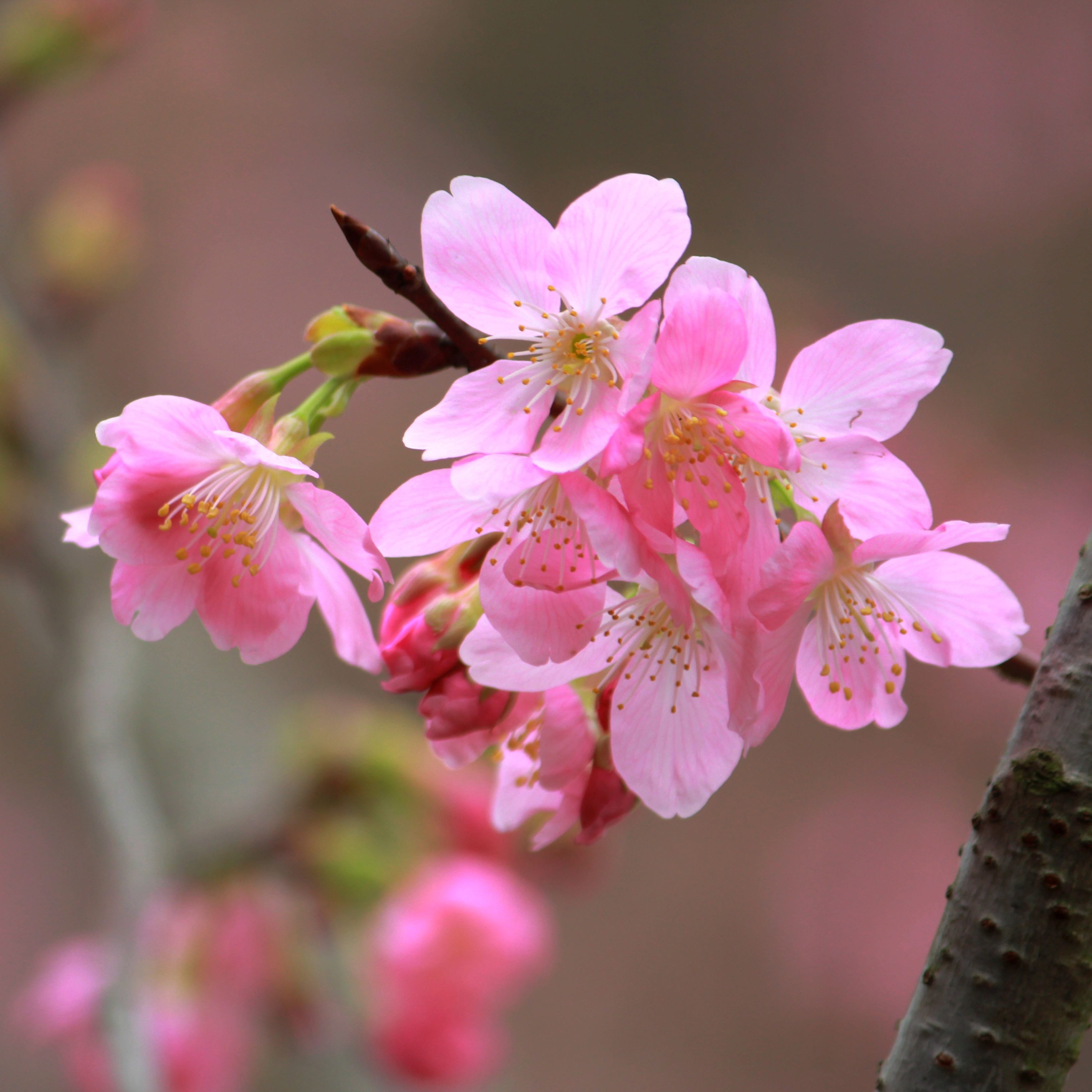 凤凰来栖的樱花
