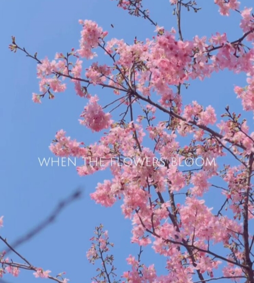 樱花树下，与暖阳撞个满怀