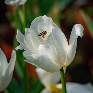 在訾洲公园看到的郁金香