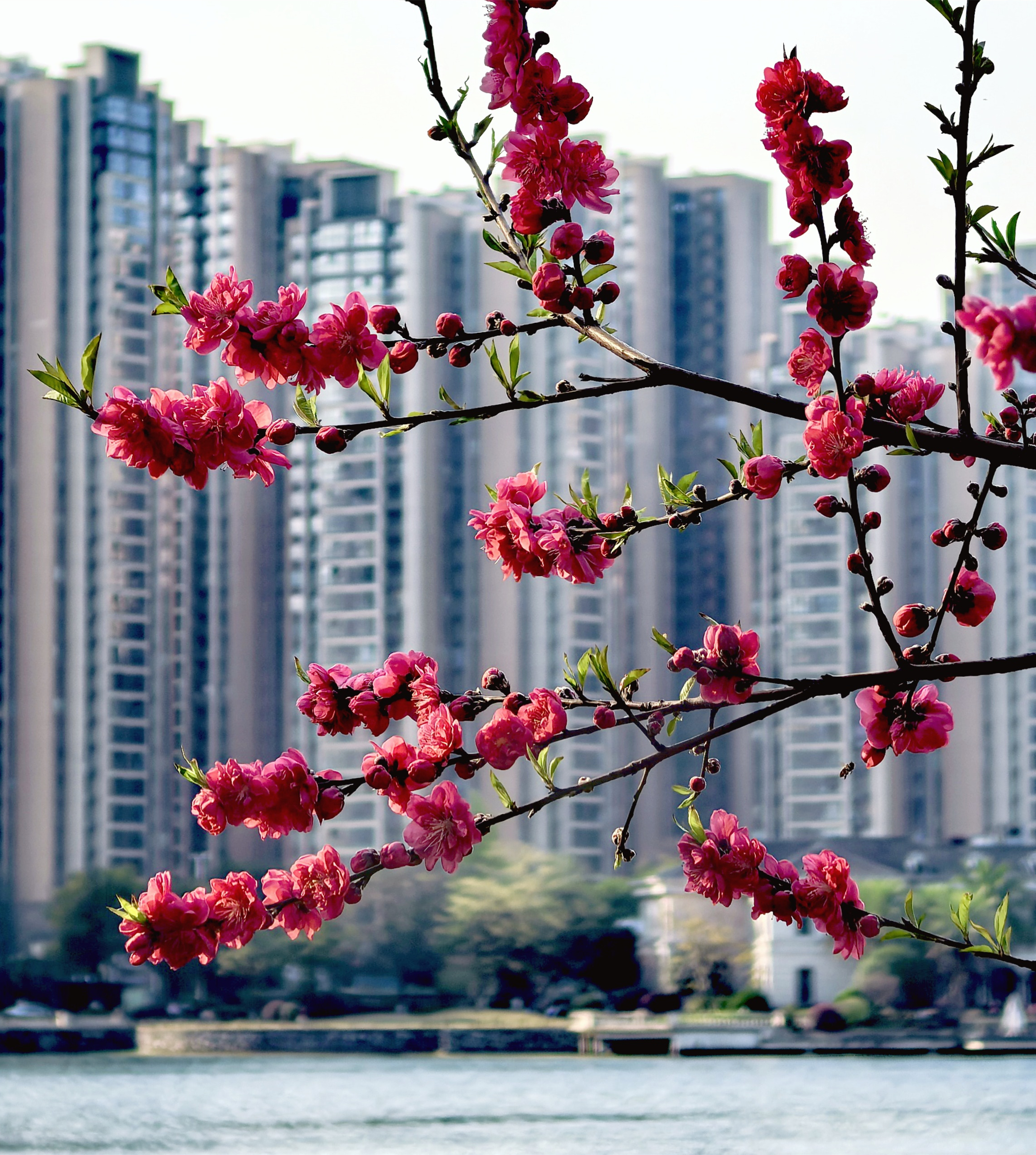 麓湖国际小区观碧桃