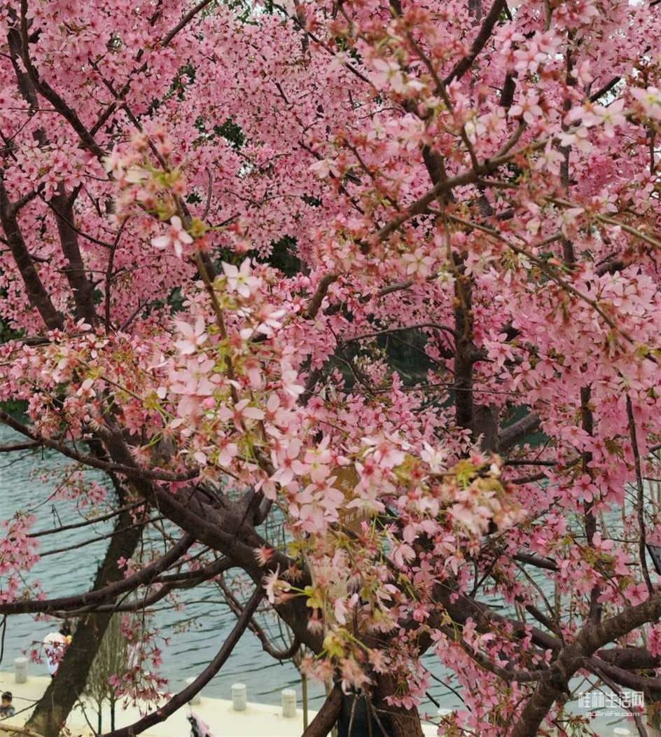 甘棠江边樱花确实开得灿烂