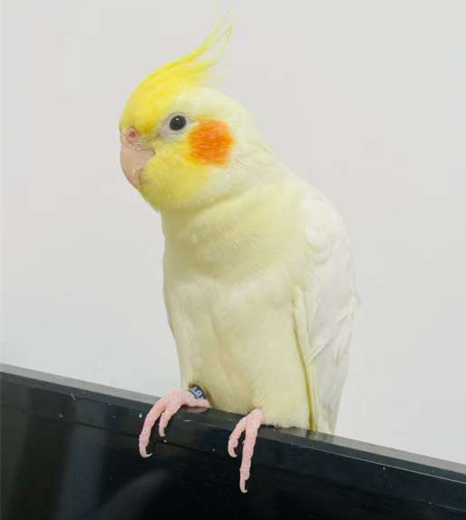 2026.3.7！寻鸟启示！