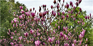 飞虎公园百花开