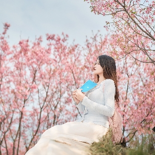 春信至，樱花开