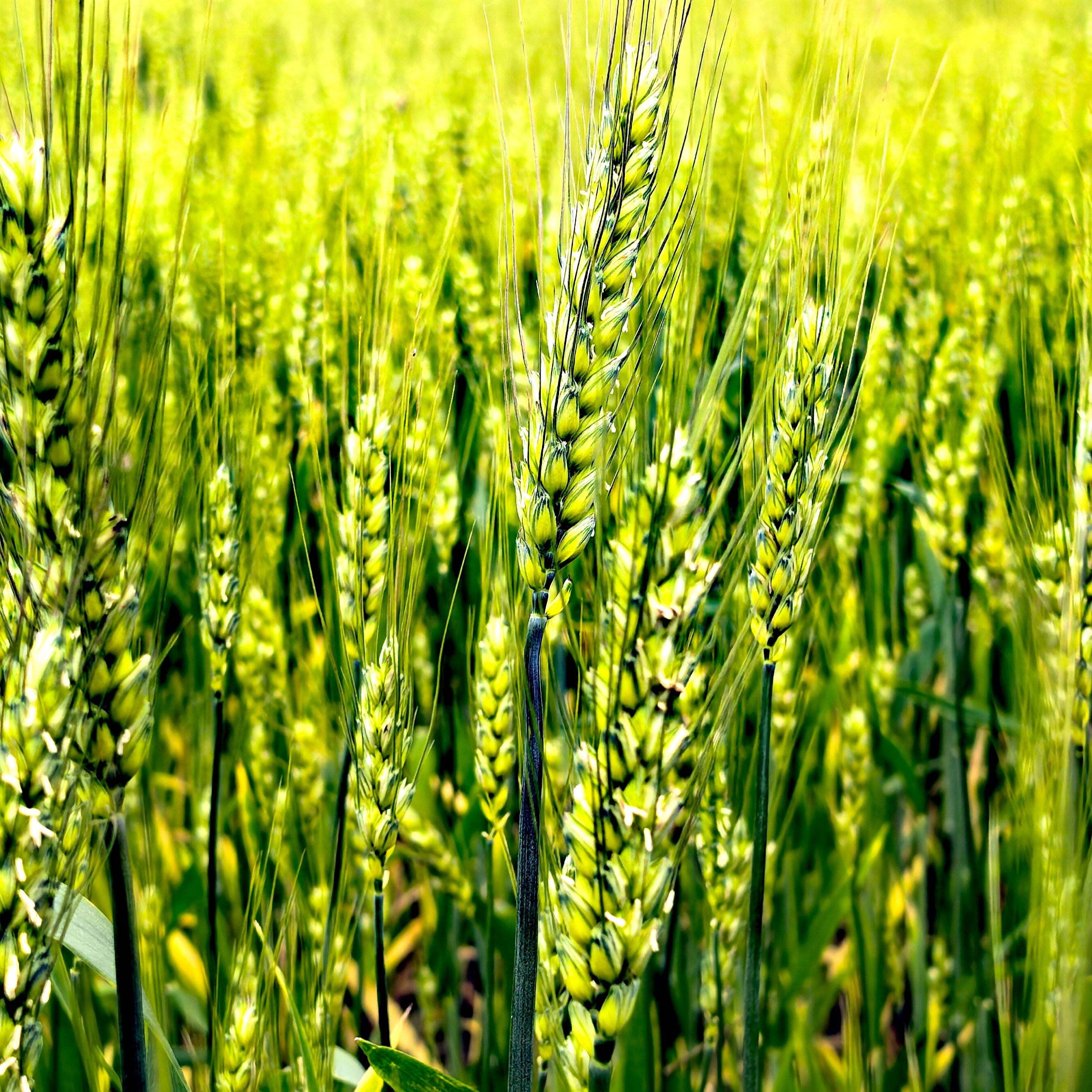 喜看桂林冬麦灌浆