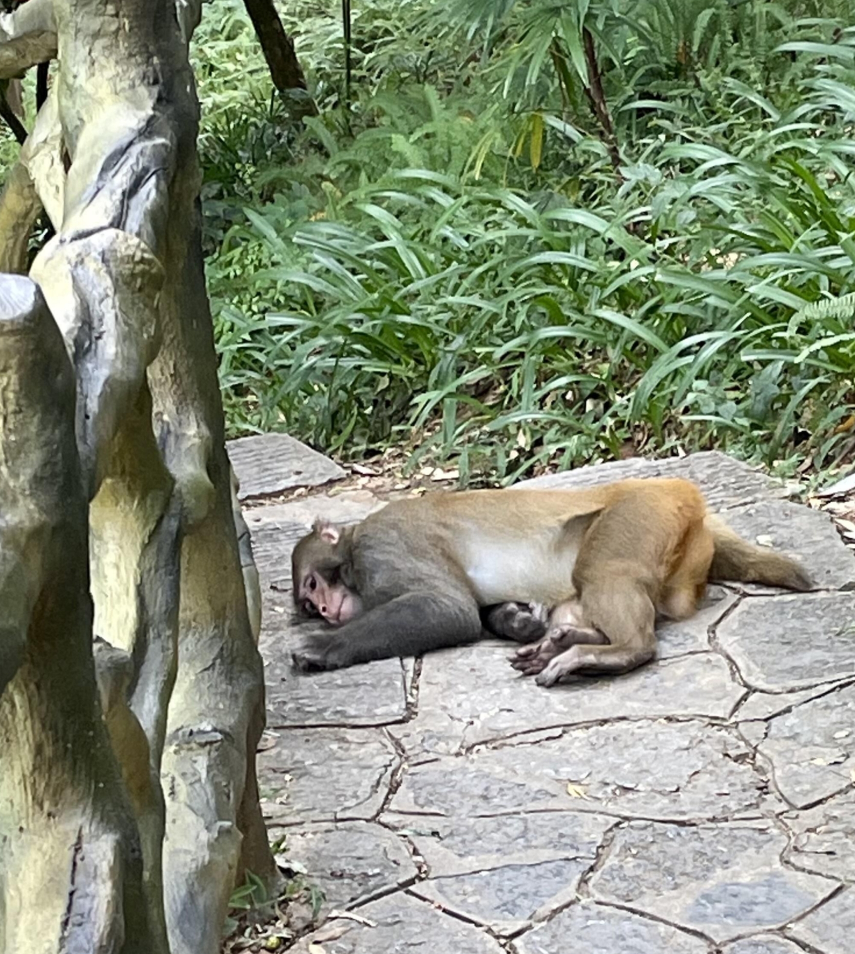 穿山的猴子开始碰瓷式讨要