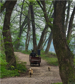 漓江边，树林里，探春