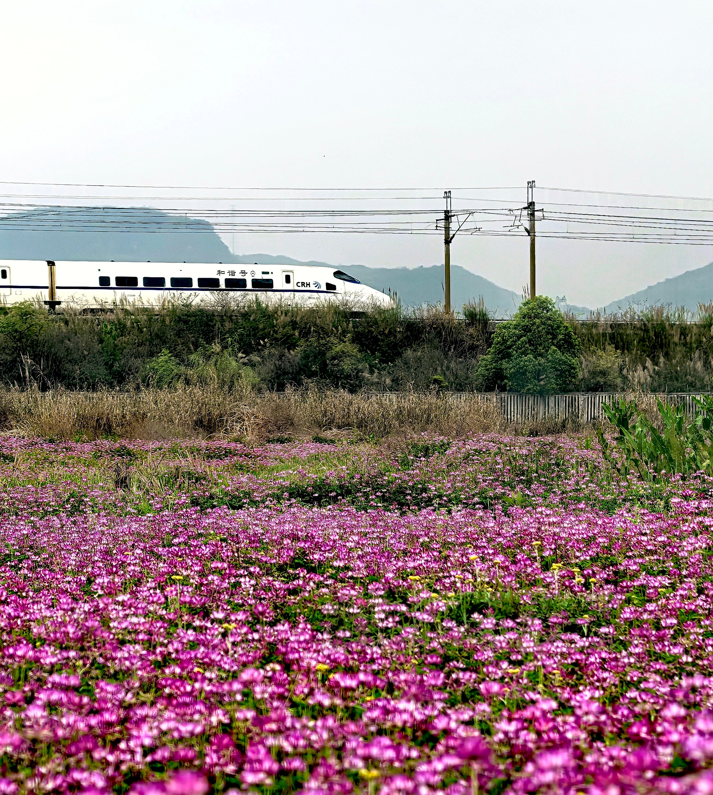临桂四塘田野紫云英