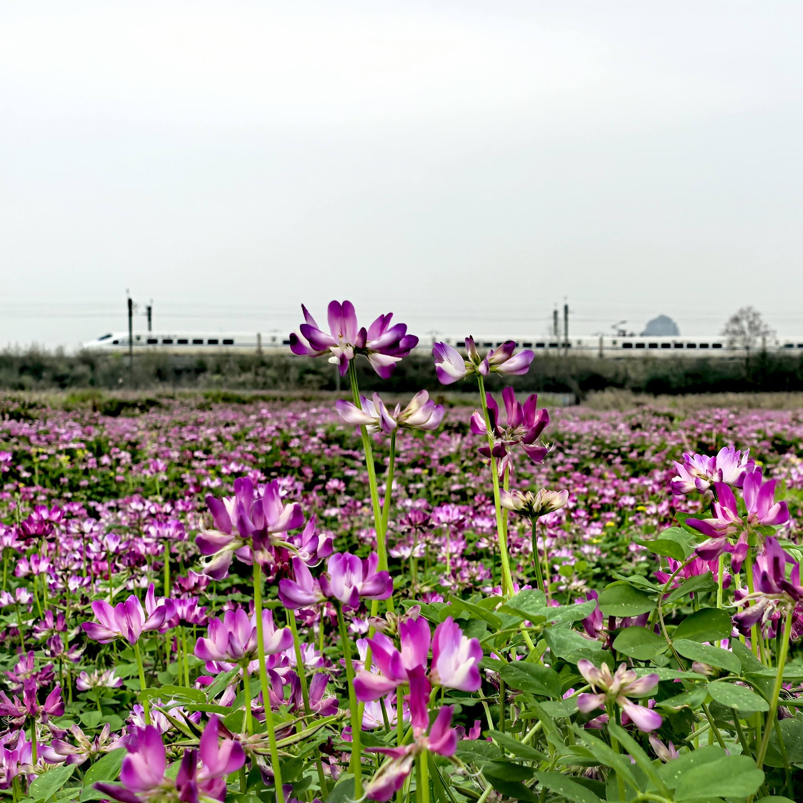 临桂四塘田野紫云英