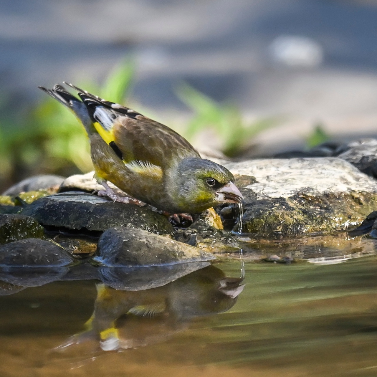★★★★★卖萌金翅雀