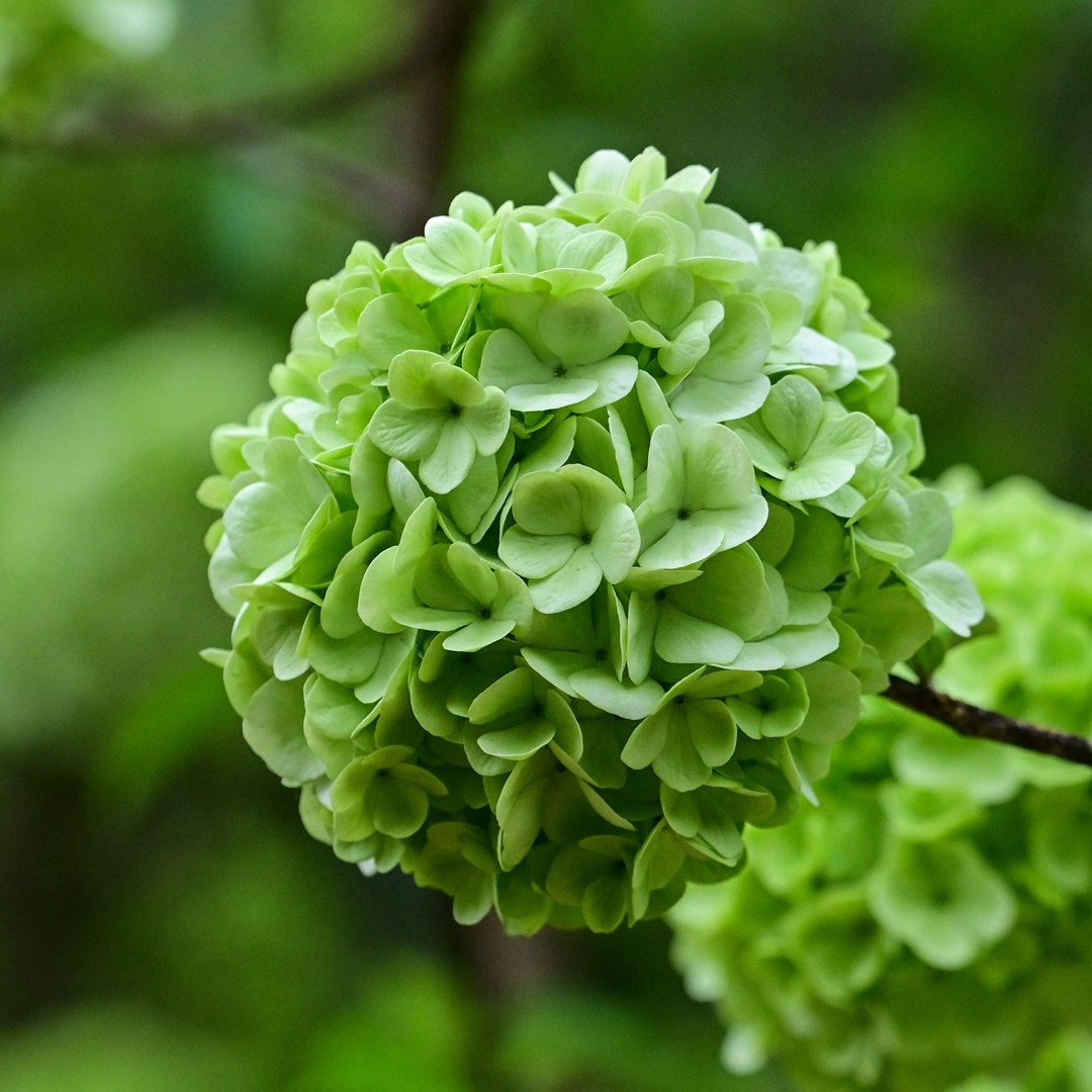 ★★★★★“只此青绿”中华木绣球